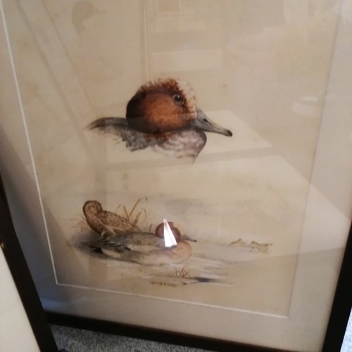 74 - 6 x Frederick Edward Cox watercolour studies of ducks & geese - frames 51cm x 43cm & some toning pre... 