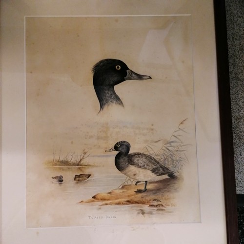 74 - 6 x Frederick Edward Cox watercolour studies of ducks & geese - frames 51cm x 43cm & some toning pre... 