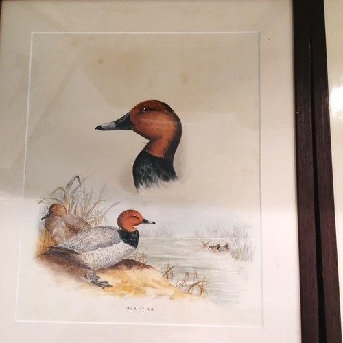 74 - 6 x Frederick Edward Cox watercolour studies of ducks & geese - frames 51cm x 43cm & some toning pre... 