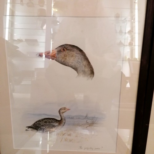 74 - 6 x Frederick Edward Cox watercolour studies of ducks & geese - frames 51cm x 43cm & some toning pre... 