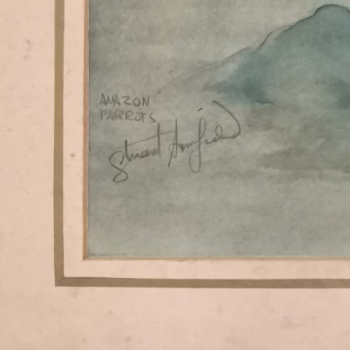 85 - Stuart Maxwell Armfield (1916-99) watercolour study of a pair of amazon parrots - frame 63cm x 49cm ... 