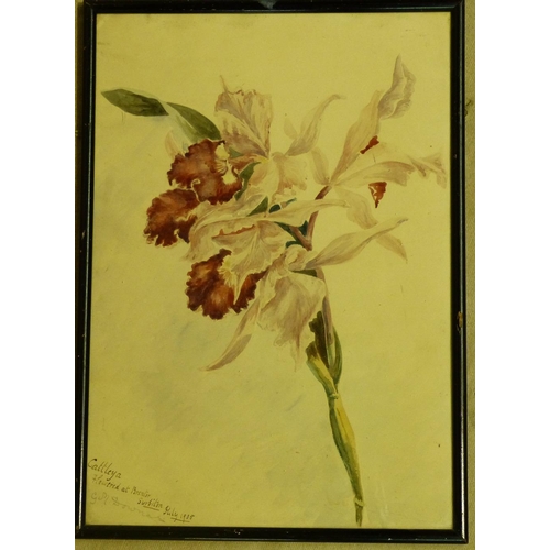 173 - An Early 20th Century Botanical Watercolour 