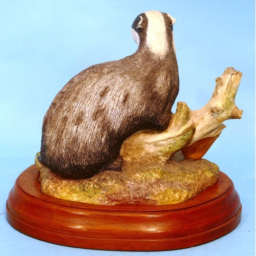 21 - Michael R Tandy Limited Edition Claremont Fine China Model of a badger, 1975 on hardwood stand, 26cm... 