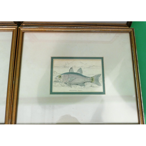 253 - A Set of 6 19th Century Hand Coloured Prints depicting fish 