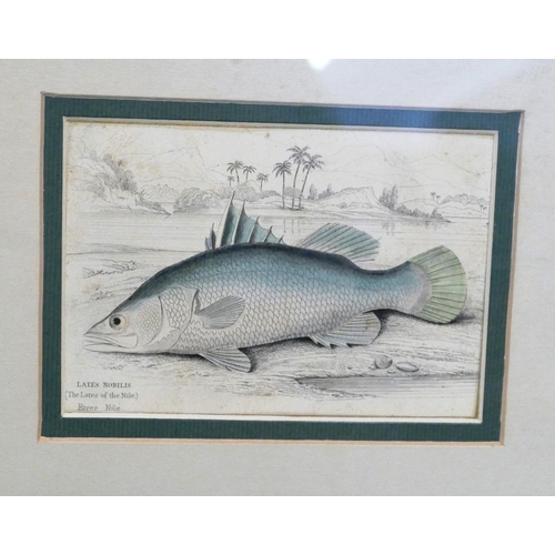 253 - A Set of 6 19th Century Hand Coloured Prints depicting fish 