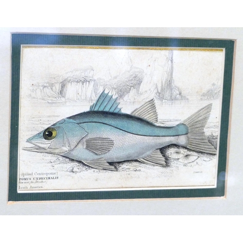 253 - A Set of 6 19th Century Hand Coloured Prints depicting fish 