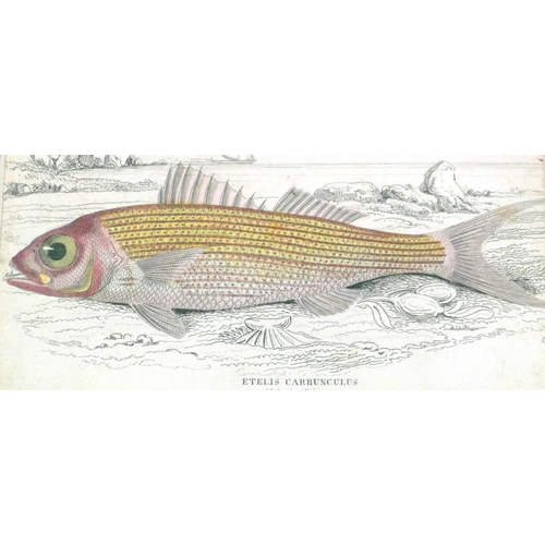 253 - A Set of 6 19th Century Hand Coloured Prints depicting fish 