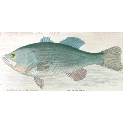 253 - A Set of 6 19th Century Hand Coloured Prints depicting fish 