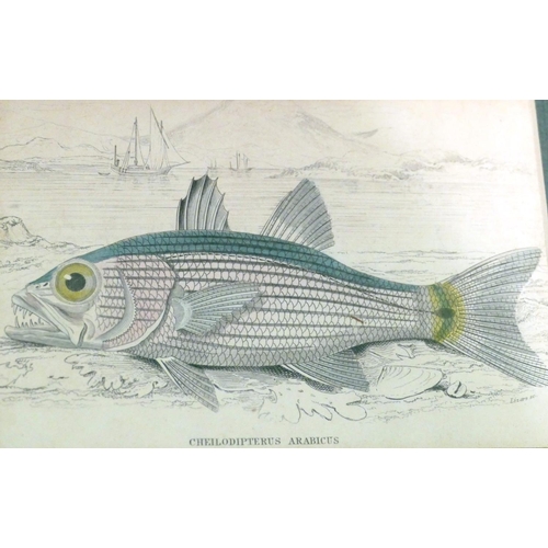 253 - A Set of 6 19th Century Hand Coloured Prints depicting fish 