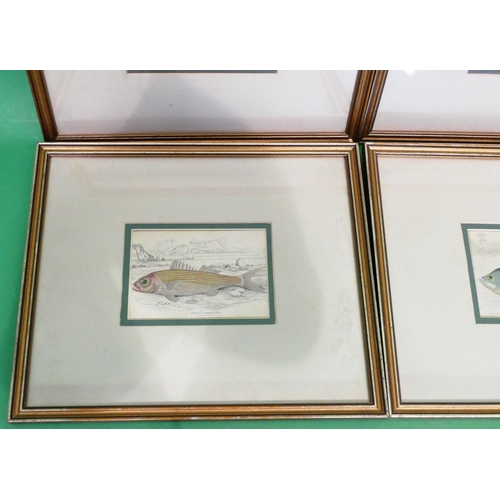 253 - A Set of 6 19th Century Hand Coloured Prints depicting fish 