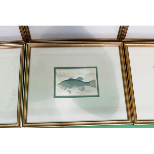 253 - A Set of 6 19th Century Hand Coloured Prints depicting fish 