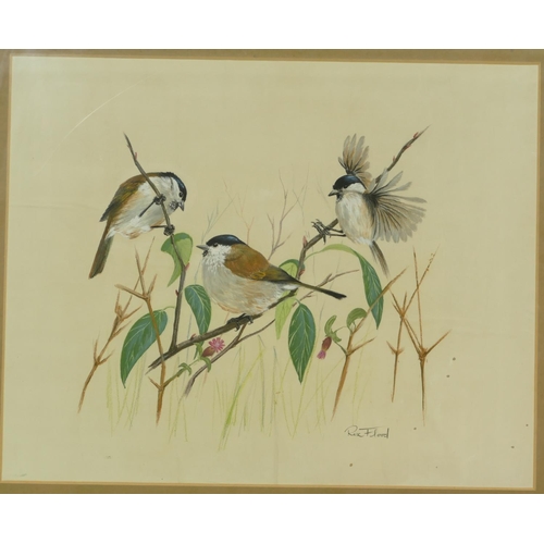 208 - Rex Flood, 3 x Pastels depicting various perched birds, all signed and framed, largest 36.5cm x 46cm... 