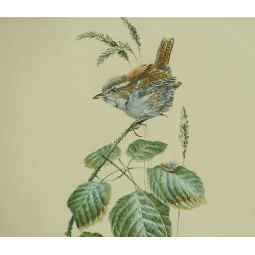 214 - Warwick Higgs, Watercolour and Gouache, bird perched on a bramble, signed and dated, in gilt frame, ... 