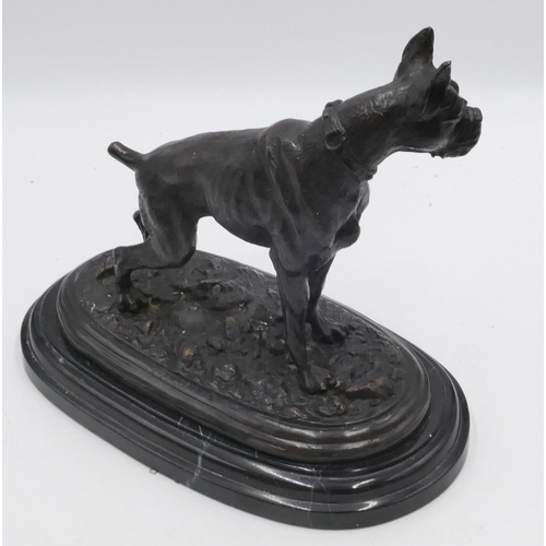 704 - A bronze figure of a standing bulldog, on black oblong base, 27.5cm high, 33cm wide.