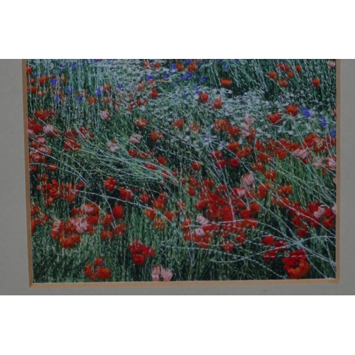 752 - A Woolwork picture depicting poppies in open field, mounted in a green frame, 14cm x 10cm