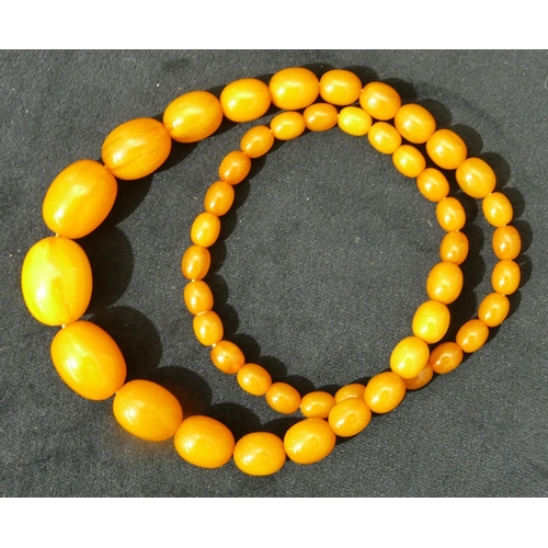 685 - A butterscotch amber graduated bead necklace, 58.5cm long, 51.1 grams