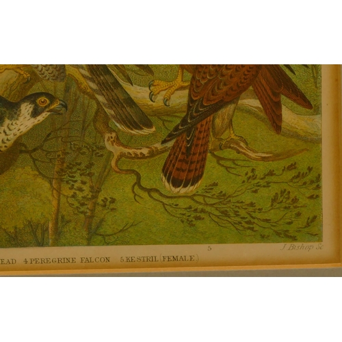 197 - A coloured print of 5 perched birds, framed, 14cm x 21.5cm and a print of a perched bird, framed (2)