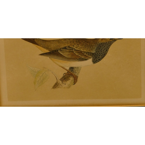 197 - A coloured print of 5 perched birds, framed, 14cm x 21.5cm and a print of a perched bird, framed (2)