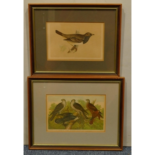 197 - A coloured print of 5 perched birds, framed, 14cm x 21.5cm and a print of a perched bird, framed (2)