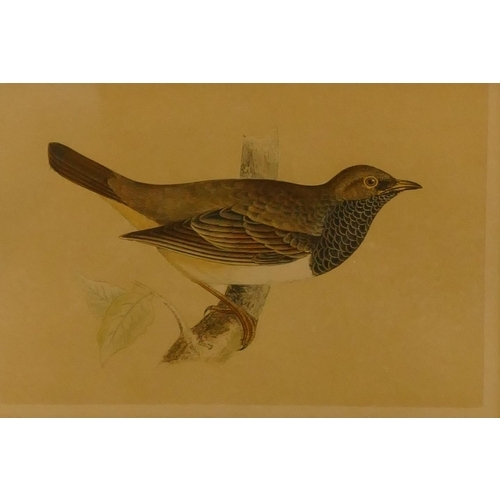 197 - A coloured print of 5 perched birds, framed, 14cm x 21.5cm and a print of a perched bird, framed (2)