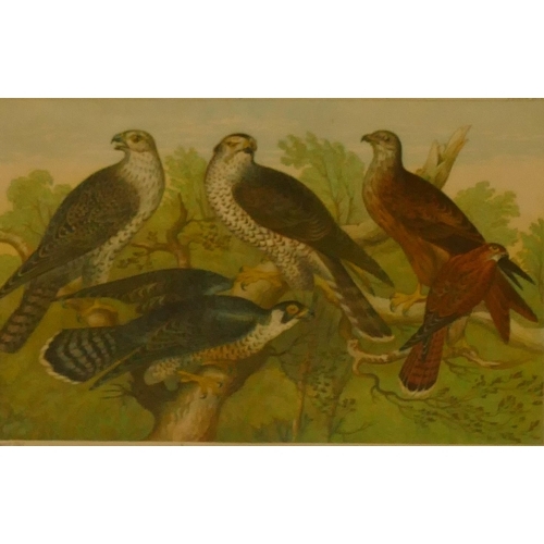 197 - A coloured print of 5 perched birds, framed, 14cm x 21.5cm and a print of a perched bird, framed (2)