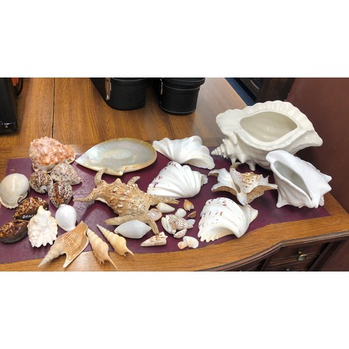 6180 - 2 large white ceramic shells and a quantity of various other sea shells.