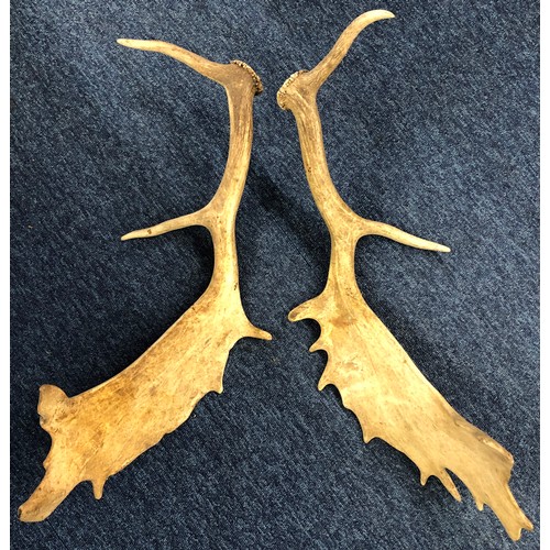 7163 - A pair of antlers, 62cm long