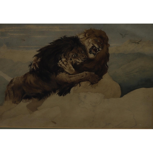 140 - A watercolour depicting 2 lions fighting (unfinished as bottom right corner pencil outline of liones... 