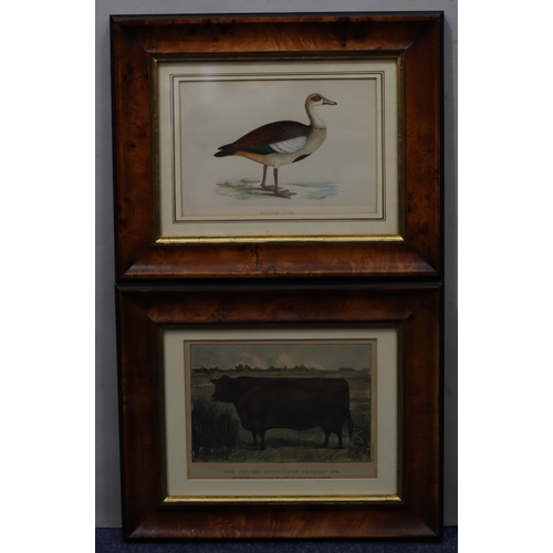 1073 - A print of an Egyptian goose and a print of a Red Polled Bull 