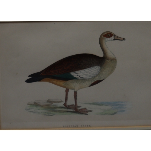 1073 - A print of an Egyptian goose and a print of a Red Polled Bull 