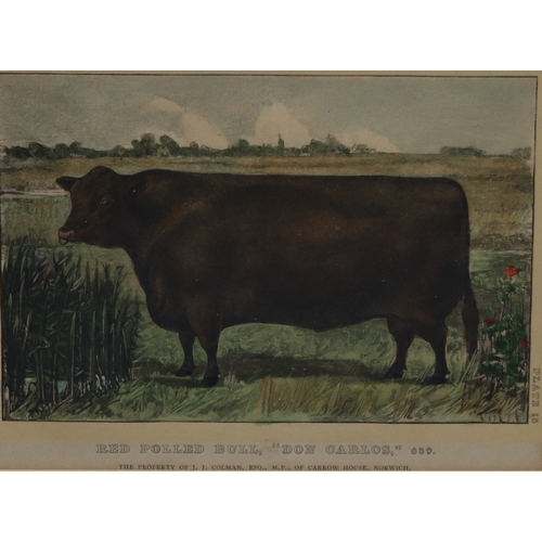 1073 - A print of an Egyptian goose and a print of a Red Polled Bull 