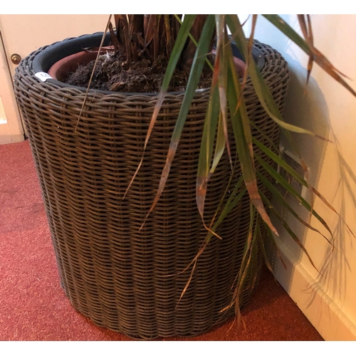 1198 - A tall wicker plant pot, 49cm diameter, 50cm high. This Lot is not held by PF Windibank. Please call... 