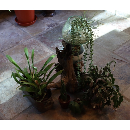 1278 - A section of tree trunk with 2 glass pots and plants, a copper oval pan with 2 plants and various ot... 