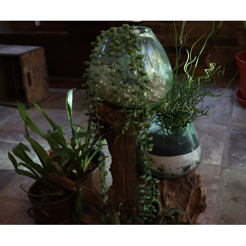 1278 - A section of tree trunk with 2 glass pots and plants, a copper oval pan with 2 plants and various ot... 