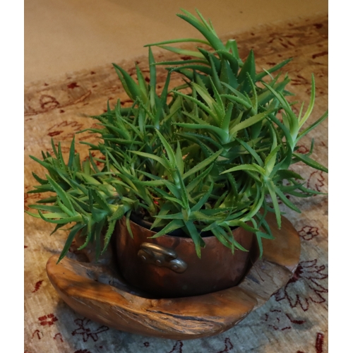 1279 - A large 2-handled copper pan with a quantity of cacti on wood tree trunk base. This Lot is not held ... 