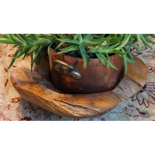 1279 - A large 2-handled copper pan with a quantity of cacti on wood tree trunk base. This Lot is not held ... 