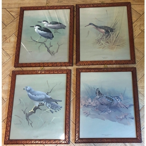 1161 - 4 coloured prints of birds, in wood frames, 30 x 36cm.