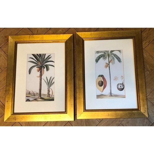 1172 - 2 coloured prints of tropical palm trees and fruits, both in gilt frames.