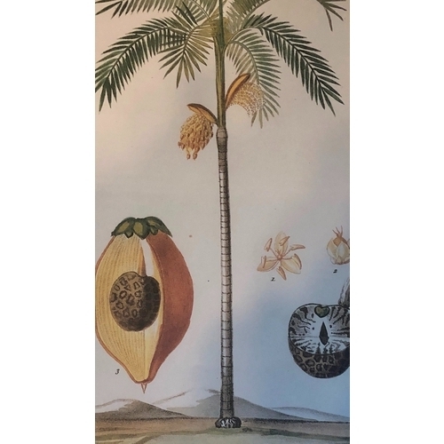 1172 - 2 coloured prints of tropical palm trees and fruits, both in gilt frames.