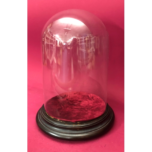 1237 - A glass dome on mahogany base, base 26cm diameter, dome 31cm high, 35cm high with base.