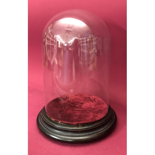 1237 - A glass dome on mahogany base, base 26cm diameter, dome 31cm high, 35cm high with base.