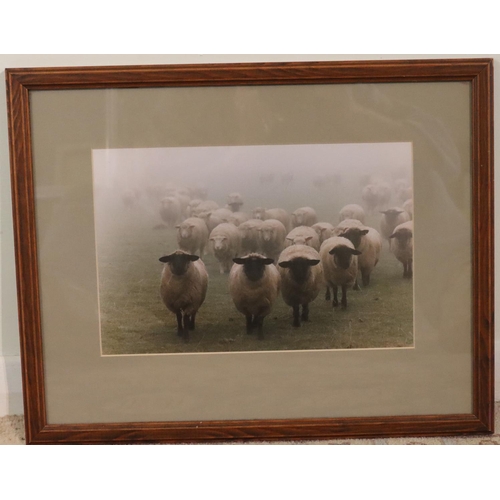 3077 - A print of a fox, signed LAB, 29 x 27cm, in wood frame and a print of sheep, 29 x 19cm in wood frame... 