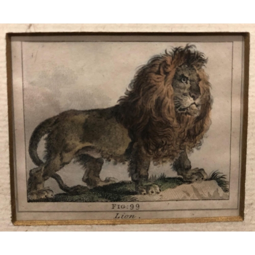 3223 - 2 small engravings of a lion and a wild boar, both in gilt frames, 7.5cm x 6cm (engravings), frames ... 