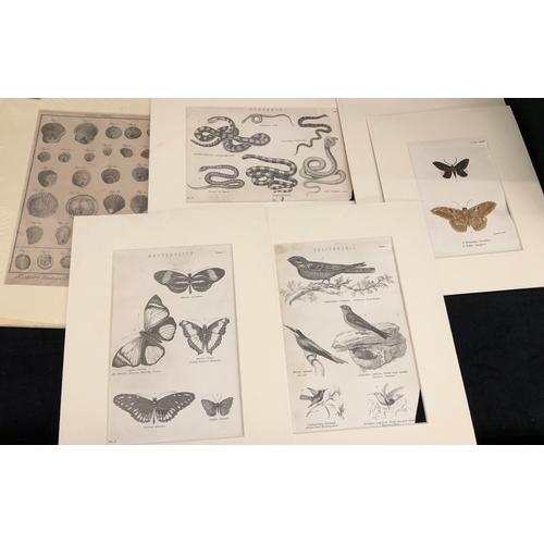 3397 - A quantity of various coloured and black and white prints of people, butterflies, snakes, shells, bi... 