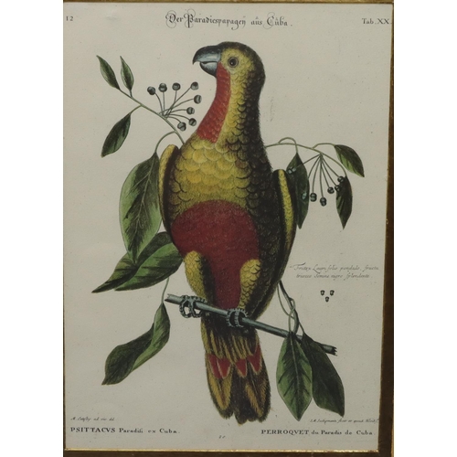 186 - A set of 5 Continental coloured prints of various birds, all mounted in chinoiserie style frames, 42... 