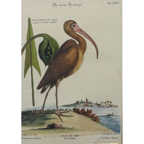 186 - A set of 5 Continental coloured prints of various birds, all mounted in chinoiserie style frames, 42... 