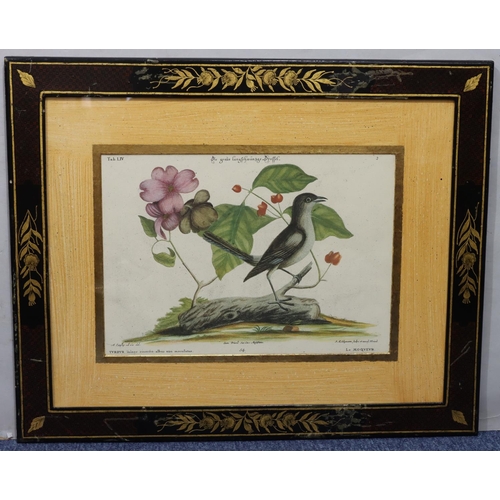 186 - A set of 5 Continental coloured prints of various birds, all mounted in chinoiserie style frames, 42... 