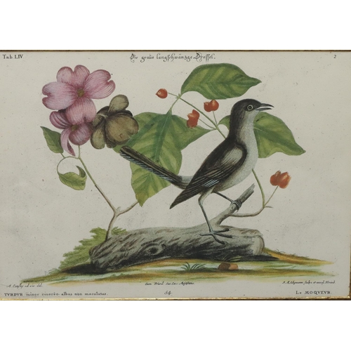 186 - A set of 5 Continental coloured prints of various birds, all mounted in chinoiserie style frames, 42... 