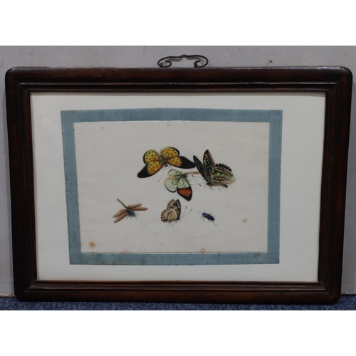 196 - An Oriental rice paper watercolour, depicting various insects and butterflies, 18cm x 24cm, in hardw... 