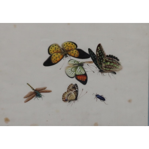 196 - An Oriental rice paper watercolour, depicting various insects and butterflies, 18cm x 24cm, in hardw... 